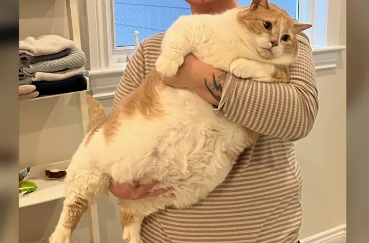 روایت گربه چاق کانادایی که حسابی معروف شده است